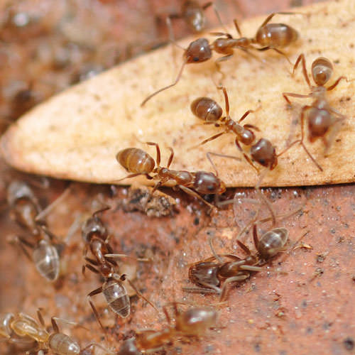 Argentine Ant Colony