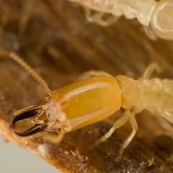 a warrior termite in its nest in Fayetteville