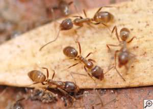 Argentine Ants