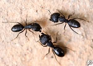 Carpenter Ants in Georgia