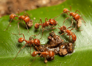 Fire Ants in Marietta