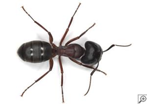 Odorous House Ants in Carrollton