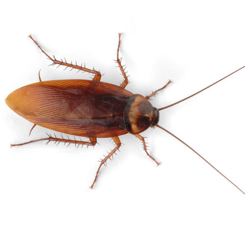 Control Cockroaches In and Around Your Home