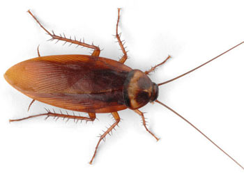 American Cockroach in Tallapoosa
