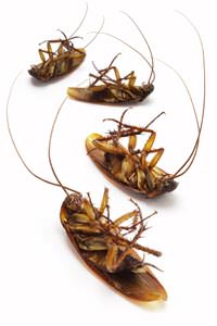 Cockroach Extermination in Atlanta
