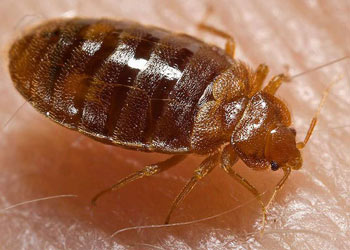 Bed Bugs inside a Douglasville house