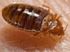 We control bedbug issues in Atlanta