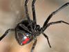 Controlling and exterminating black widow spiders in Peachtree City