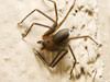Marietta extermination and control for brown recluse spiders