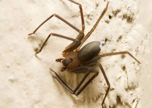 Black Widow Spiders in East Point