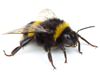 Bumblebee control and extermination in Georgia
