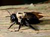 We control carpenter bee problems in Atlanta homes