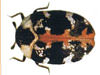 Pest control for carpet beetles in Georgia