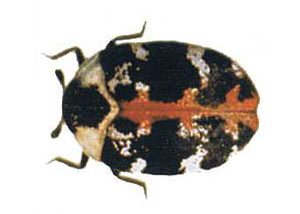 Carpet Beetles in East Point