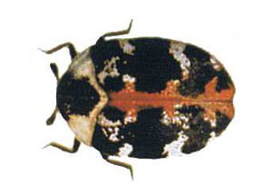 https://www.burroughspestcontrolcompany.com/core/images/pest-control/common-pests/carpet-beetles/carpet-beetle-med.jpg