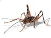 Marietta extermination and control for crickets
