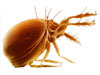Marietta extermination and control for dust mites