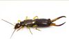 Earwig extermination in Tallapoosa 