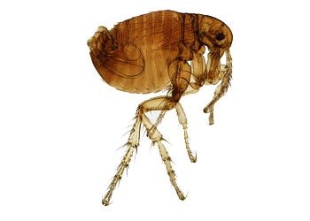 Fleas in  Druid Hills