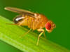 We can exterminate a fruit fly infestation in Georgia