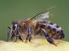 We can take care of your GA honeybee problem