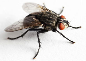 House Fly in  Mableton