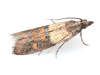 We can eliminate Indian Meal Moth infestations in Kennesaw
