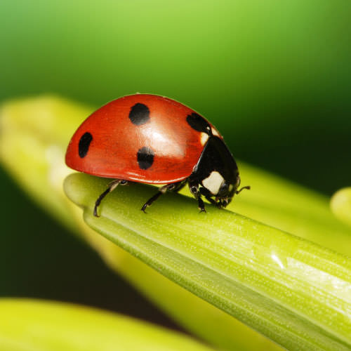 Lady Bug, Asian Lady Beetle Control By Georgia Pest Control Experts ...