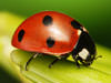 Tallapoosa ladybug control