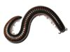 Marietta extermination and control for millipedes