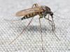 We specialize in controlling mosquitoes in Peachtree City