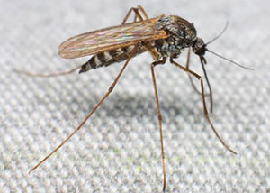 Mosquitos in Kennesaw