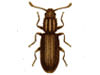 Marietta extermination and control for pantry pests