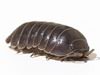 Pill Bug Extermination & Control in Georgia
