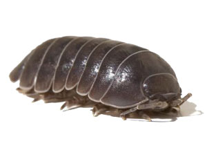 Pill Bugs in  Palmetto