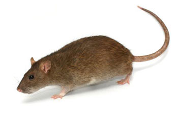 Norway Rats in Mableton