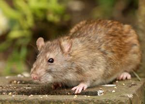 A mouse outside a Georgia home