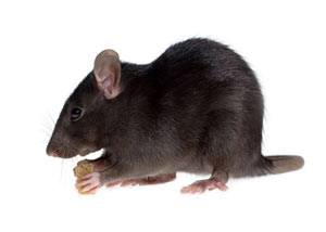 Roof Rats in East Point