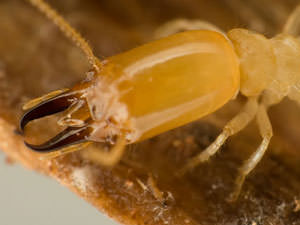 Termites from a Home in Georgia